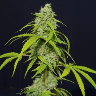 SEVOKAF0003 - EVA SEEDS - ORANGE KUSH AUTO FEM | 3+1 Free SEMI