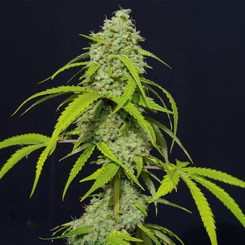 SEVOKAF0003 - EVA SEEDS - ORANGE KUSH AUTO FEM | 3+1 Free SEMI