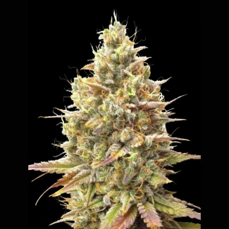 ADVSSBA0003 - ADVANCED SEEDS - AUTO STRAWBERRY BANANA FEM | 3 SEMI