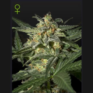 GHWWAUTOF5 - GREEN HOUSE SEED CO. - WHITE WIDOW AUTOFLOWERING FEM | 5 SEMI