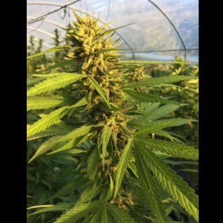 SCMK0010 - SATIVA CREATION - MAZZAL KUSH (CBD)  | 10 semi