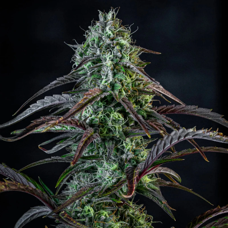 MPHGINB0003A - MEPHISTO GENETICS - ICE 'N' BAKED AUTO FEM | 3+2 SEMI