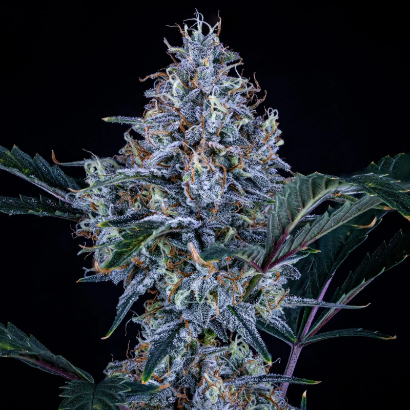MPHGST0003A - MEPHISTO GENETICS - SUNDAE THUMPER AUTO FEM | 3+2 SEMI