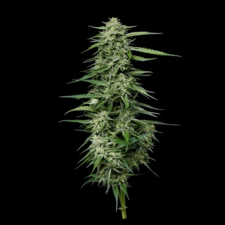 HUMBOLDT-SEEDS-COMPANY-BLUEBERRY-HONEY-FEM_plant_01