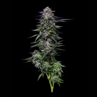 HUMBOLDT-SEEDS-COMPANY-CANDY-HUSTLE-FEM_plant_01