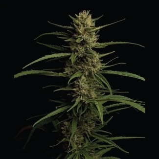 HUMBOLDT-SEEDS-COMPANY-CARIBBEAN-QUEEN-FEM_plant