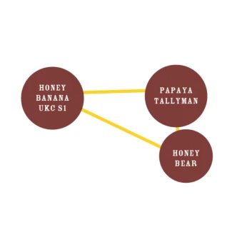 HUMBOLDT-SEEDS-COMPANY-HONEY-BEAR-FEM_graph