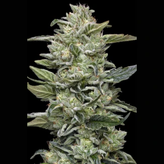 HUMBOLDT-SEEDS-COMPANY-HONEY-BEAR-FEM_plant