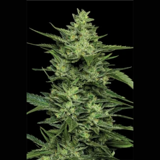HUMBOLDT-SEEDS-COMPANY-LIMEZ-FEM_plant