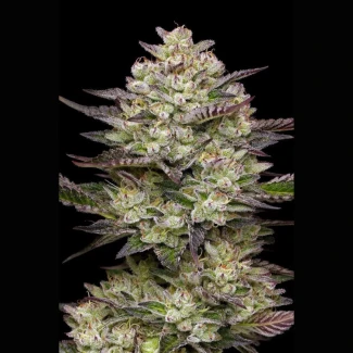 HUMBOLDT-SEEDS-COMPANY-PUFF-PASTRY-FEM_plant