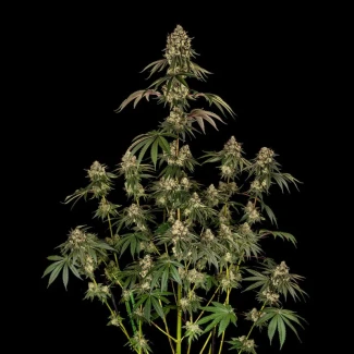SILENT-SEEDS-B-52-FEM_plant_03