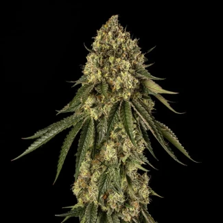 SILENT-SEEDS-B-52-FEM_plant_02