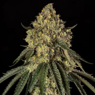 SILENT-SEEDS-B-52-FEM_plant_01
