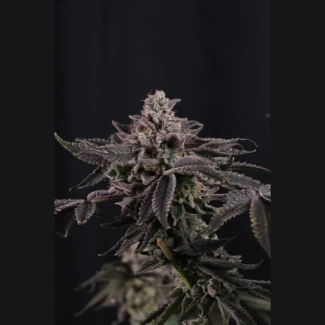 FAST-BUDS-Z42-FEM_plant_01