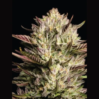 HUMBOLDT-SEEDS-COMPANY-CALIFORNIA-OCTANE-TRIPLOID-FEM_plant