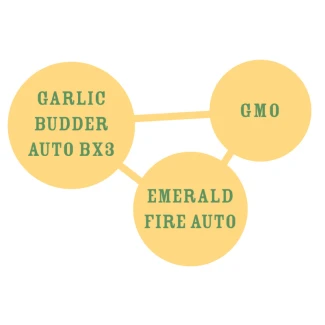 HUMBOLDT-SEEDS-COMPANY-GARLIC-BUDDER-AUTO_graph