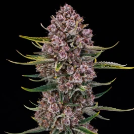 SILSPRPXXL005AF - SILENT SEEDS - PURPLENADE XXL AUTO FEM | 5 SEMI