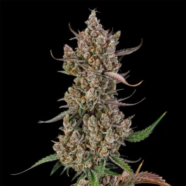 SILSRB003AF - SILENT SEEDS - RAINBOW BREATH AUTO FEM | 3 SEMI