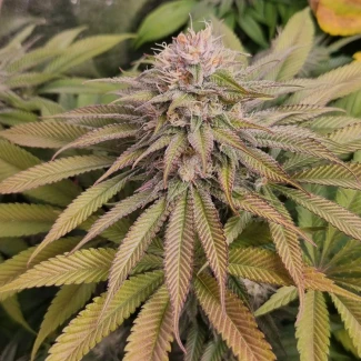 MONKEY-GENETICS-BLUE-LAGOON-HAZE-FEM_plant