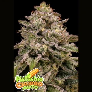 ANSPCAF0003 - ANESIA SEEDS - PISTACHIO CHURRO AUTO FEM | 3 SEMI