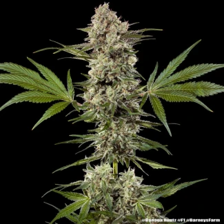 BARNEYS-FARM-BANANA-RUNTZ-FEM-PRECISION-F1-HYBRID_plant