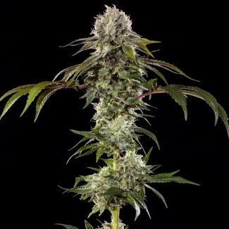 BARNEYS-FARM-DURBAN-POISON-FEM-PRECISION-F1-HYBRID_plant