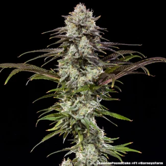 BARNEYS-FARM-LONDON-POUND-CAKE-FEM-PRECISION-F1-HYBRID_plant