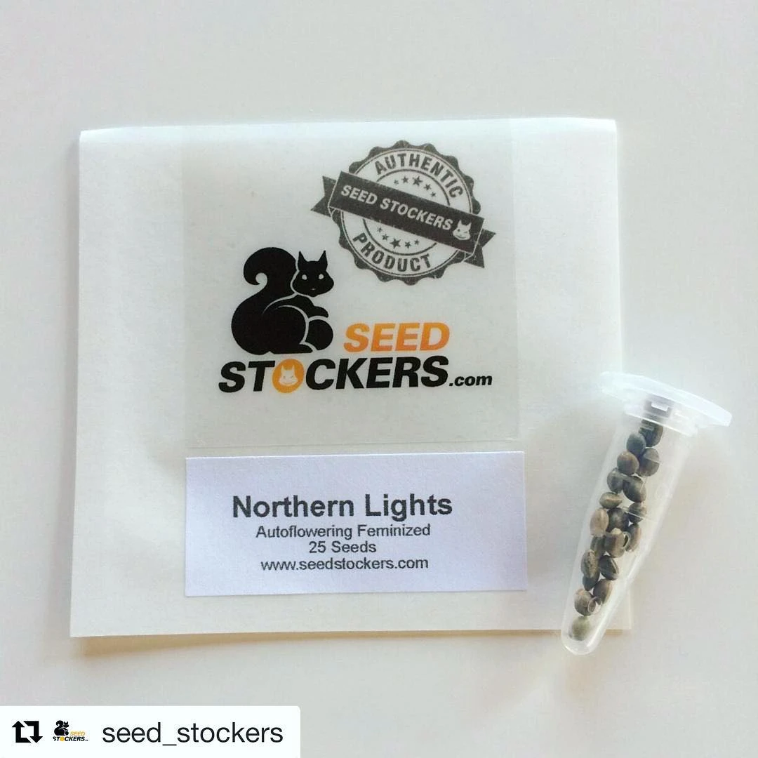 SSTKAF0025036 - SEEDSTOCKERS - CBD 1:1 SILVER LIME HAZE AUTOFLOWER FEM | 25 SEMI