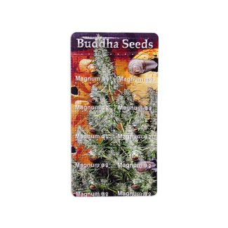 BUDDHA SEEDS - MAGNUM AUTO FEM | BLISTER 1x10 SEMI