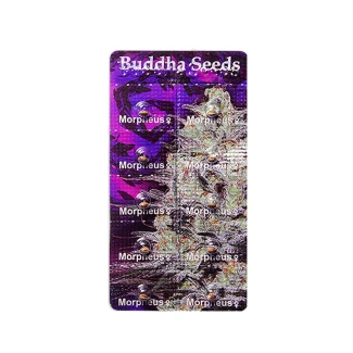 BUDDHA SEEDS - MORPHEUS FEM | BLISTER 1x10 SEMI