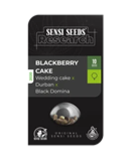 SENSI SEEDS RESEARCH - BLACKBERRY CAKE FEM | 1 SEME
