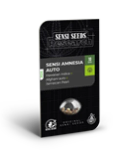 SENSI SEEDS RESEARCH - SENSI AMNESIA AUTO FEM | 3 SEMI