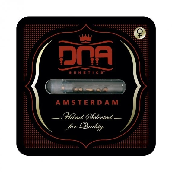 DNAFEM6022 - DNA GENETICS - DNA CAKE FEM | 6 SEMI