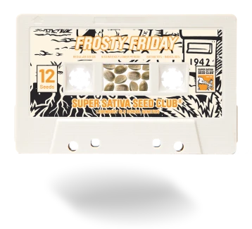 SSSC042401 - SUPER SATIVA SEED CLUB - FROSTY FRIDAY REG | 24 SEMI