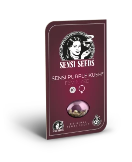 SENSI SEEDS BANK - SENSI PURPLE KUSH FEM | 1 SEME