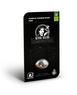 SENSI SEEDS RESEARCH - PURPLE COOKIES KUSH FEM | 1 SEME