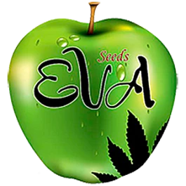 SEV4069 - EVA SEEDS - NEXUS FEM | 6 SEMI