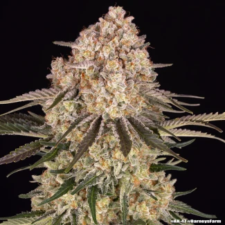 BARNEYS-FARM-AK-47-FEM_plant_01