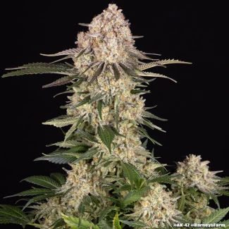 BARNEYS-FARM-AK-47-FEM_plant_02
