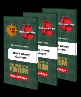 BARNEY'S FARM - BLACK CHERRY GUSHERS FEM | 5 SEMI