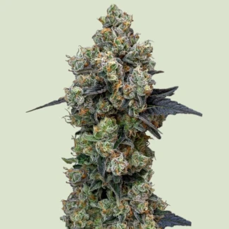 ROYAL-QUEEN-SEEDS-ORBITAL-BANANA-F1-FEM_plant