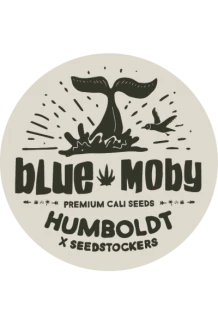 SEEDSTOCKERS - BLUE MOBY AUTO FEM (SUPERIOR) | 5 SEMI