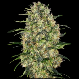 SS_black_domina_fem_plant