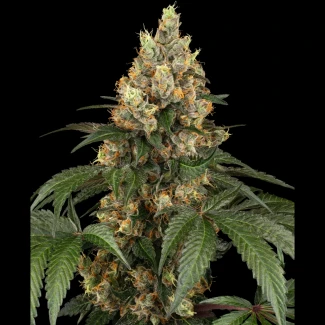 SS_chocolate_rainbow_xxl_fam_plant