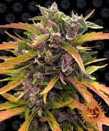 BF1001601 - BARNEY'S FARM - GORILLA GLUE AUTO FEM | 1 SAMEN