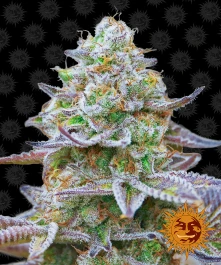 BFGRZ5 - BARNEY'S FARM - GORILLA ZKITTLEZ FEM | 5 SAMEN