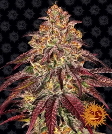 BF1002610 - BARNEY'S FARM - MIMOSA x ORANGE PUNCH AUTO FEM | 10 SEEDS