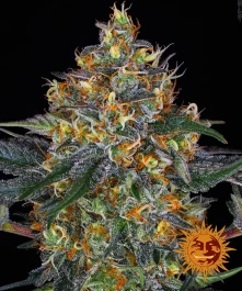 BF1002205 - BARNEY'S FARM - MOBY DICK AUTO FEM | 5 SAMEN