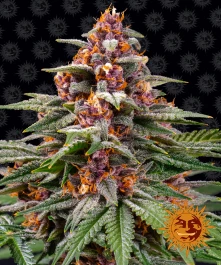 BF1001910 - BARNEY'S FARM - RUNTZ AUTO FEM | 10 SAMEN