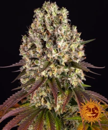 BF2006901 - BARNEY'S FARM - SOUR DIESEL FEM | 1 SAMEN